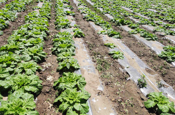 張家口膜下滴灌項目 張家口膜下滴灌項目