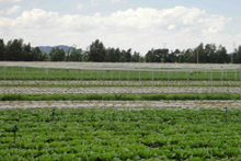 農(nóng)田灌溉工程 農(nóng)田灌溉工程