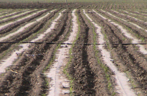 彰武縣節水增糧項目