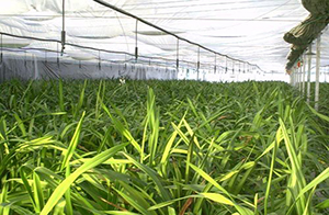 鎮費縣農田水利工程